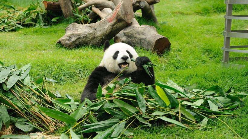 Chengdu:Panda Base Entry Ticket & English PDF Guidebook - Morning session vs afternoon session, what you’ll actually see