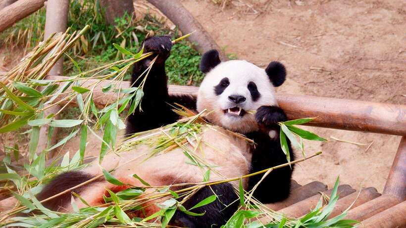Chengdu:Panda Base Entry Ticket & English PDF Guidebook - What to look for inside the base: bamboo forests, enclosures, and key landmarks