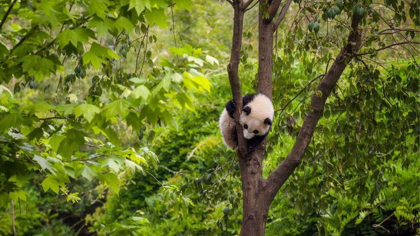 Chengdu:Panda Base Entry Ticket & English PDF Guidebook - Walking in a 3.07 km² park, and how to pace your energy