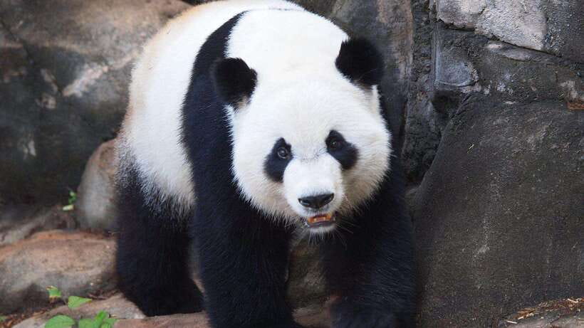 Chengdu:Panda Base Entry Ticket & English PDF Guidebook - The English PDF guidebook, how it improves your odds
