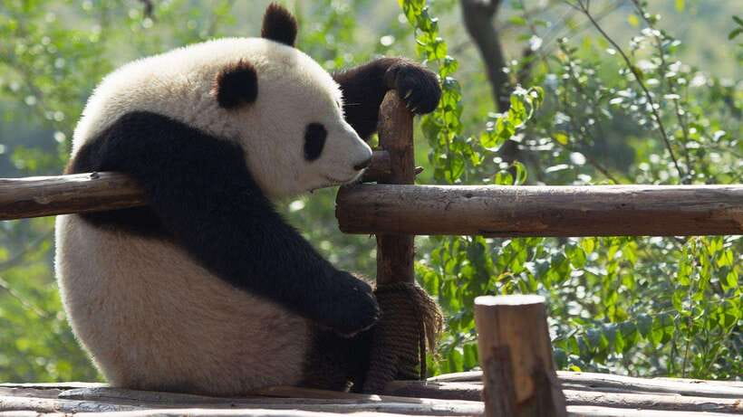 Chengdu:Panda Base Entry Ticket & English PDF Guidebook - Simple behavior rules that protect the experience