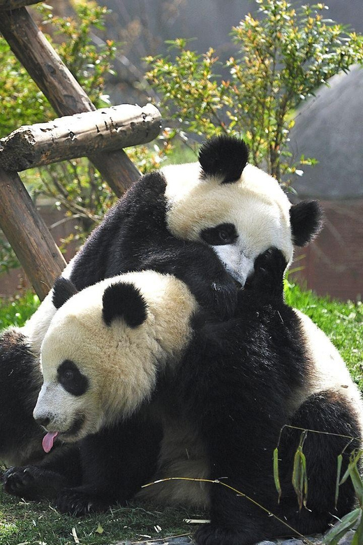 Chengdu:Panda Base Entry Ticket & English PDF Guidebook - Price and value: is $20 a smart deal?