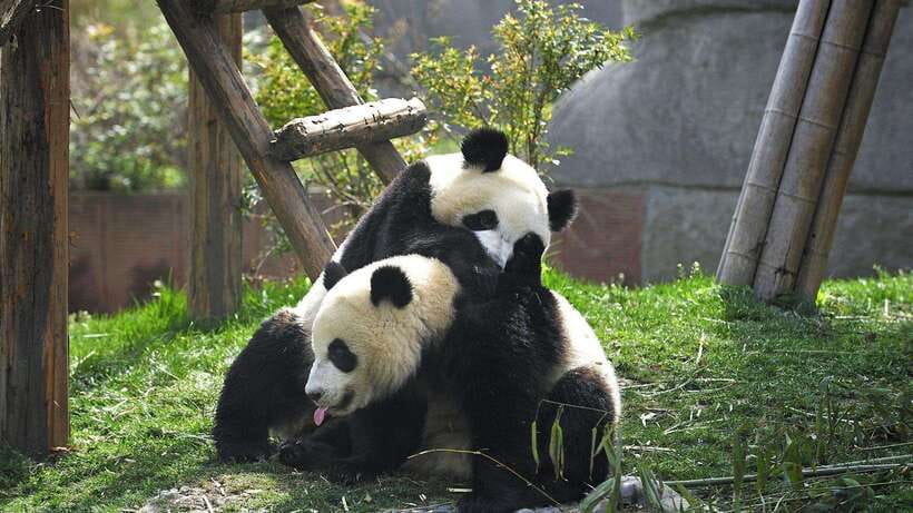 Chengdu:Panda Base Entry Ticket & English PDF Guidebook - Direct passport entry, skip the ticket line