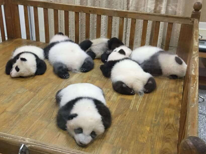 Chengdu: Panda Base Half Day Group Tour - The guide experience, and why small-group help matters