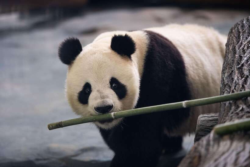 Chengdu: Panda Base Half Day Group Tour - Why the Chengdu Panda Base morning feels worth your time