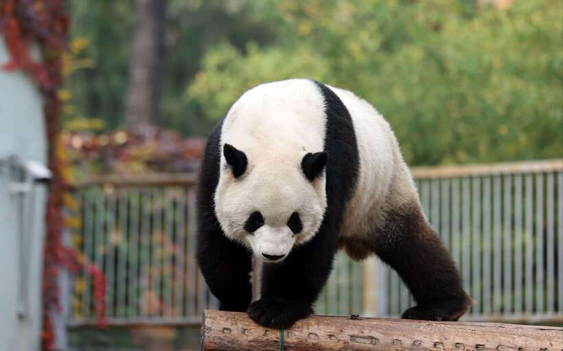 Chengdu: Panda Base Half Day Group Tour - The drive to the Research Base and how the schedule works