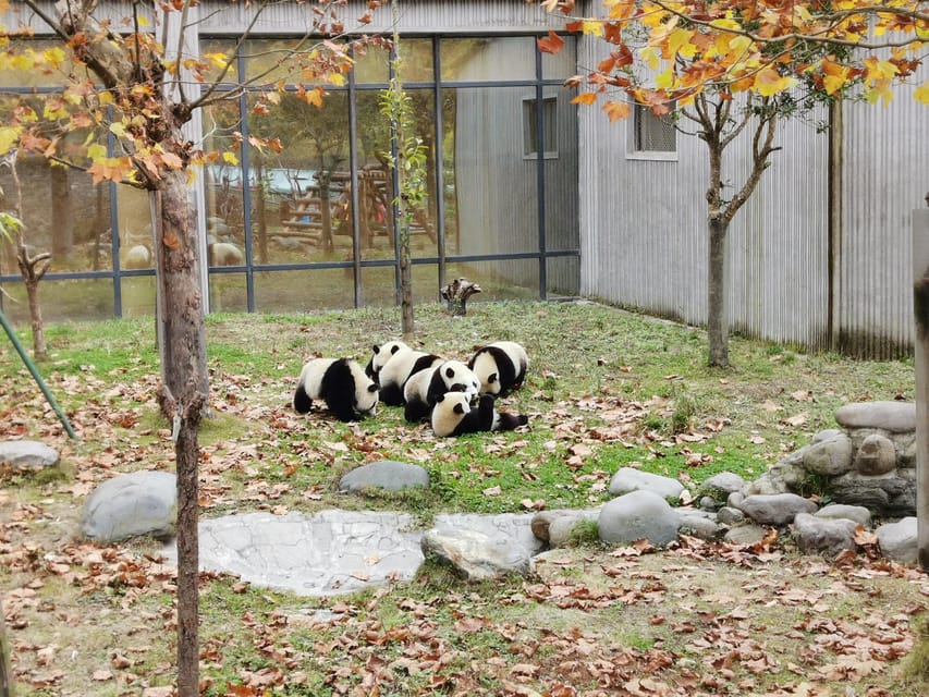 Chengdu: Panda Base Half Day Group Tour - Panda Nursery for the cubs, then red pandas next