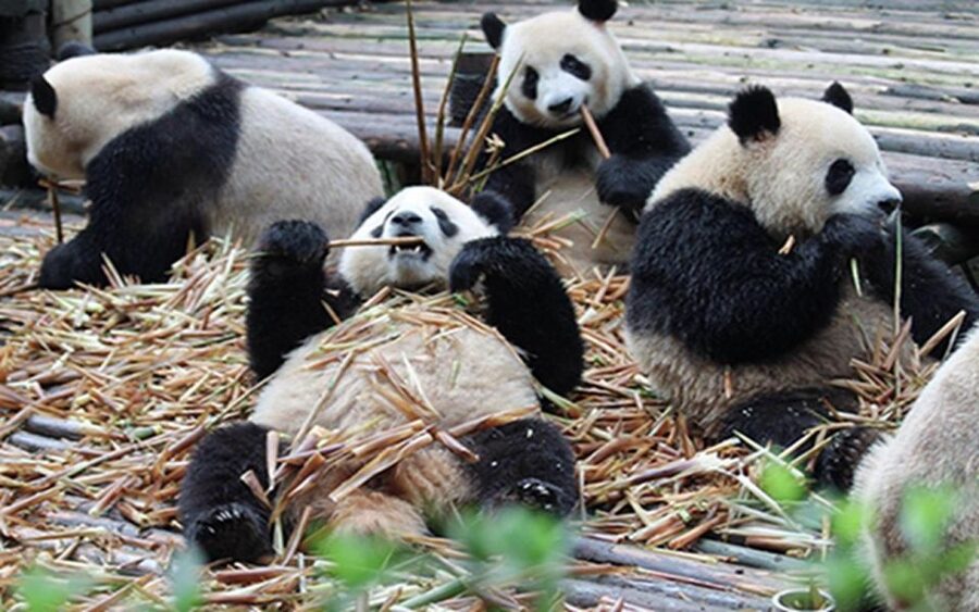Chengdu panda base half day tour - Timing matters: 7:30 opening, workers at 8:00, pandas out near 8:30