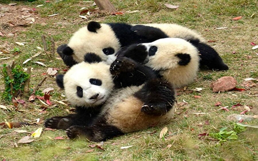 Chengdu panda base half day tour - Inside the base: an efficient route for more panda time