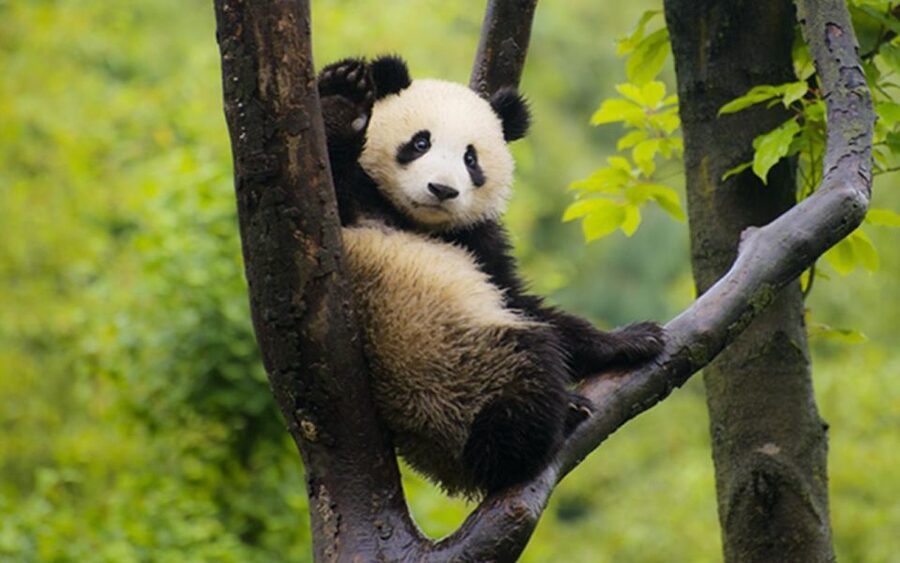 Chengdu panda base half day tour - What you will see: giant pandas, red pandas, and some bird surprises