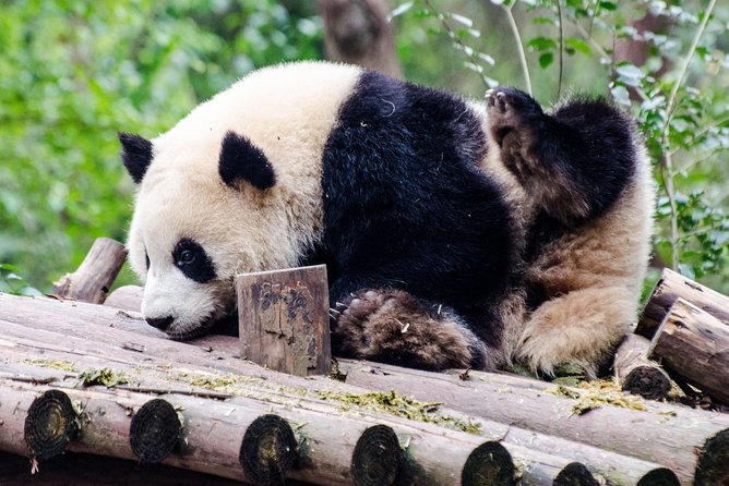 Chengdu: Panda Base Leshan Buddha Tour(or Half Day Panda Base ) - Panda Base Timing: How to Get the Most Out of 2.5 to 3 Hours