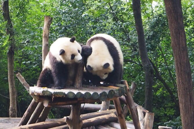 Chengdu Panda Breeding Base Ticket w/ Optional Transfer or Guide - Panda Breeding Base in Chengdu, why this visit feels different