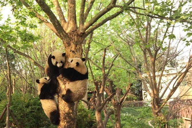 Chengdu Panda Breeding Base Ticket w/ Optional Transfer or Guide - Chengdu logistics, getting to the base without getting stressed