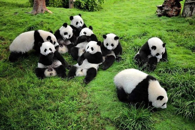 Chengdu Panda Breeding Base Ticket w/ Optional Transfer or Guide - Ticket format, time at the base, and the small details that matter