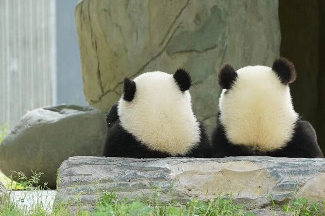 Chengdu Panda Breeding Base Ticket w/ Optional Transfer or Guide - Should you go with a guide, or do it on your own