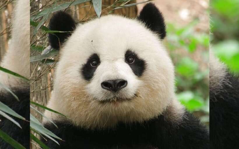 Chengdu: Panda Breeding Base Tickets Booking - What makes Chengdu Panda Base more than a quick panda photo stop