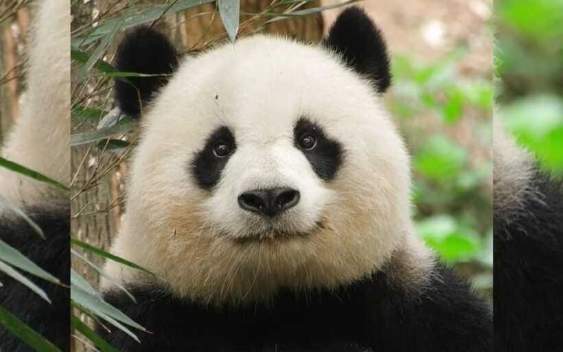 Chengdu: Panda Breeding Base Tickets Booking - Tickets, entry details, and small things that can save your time