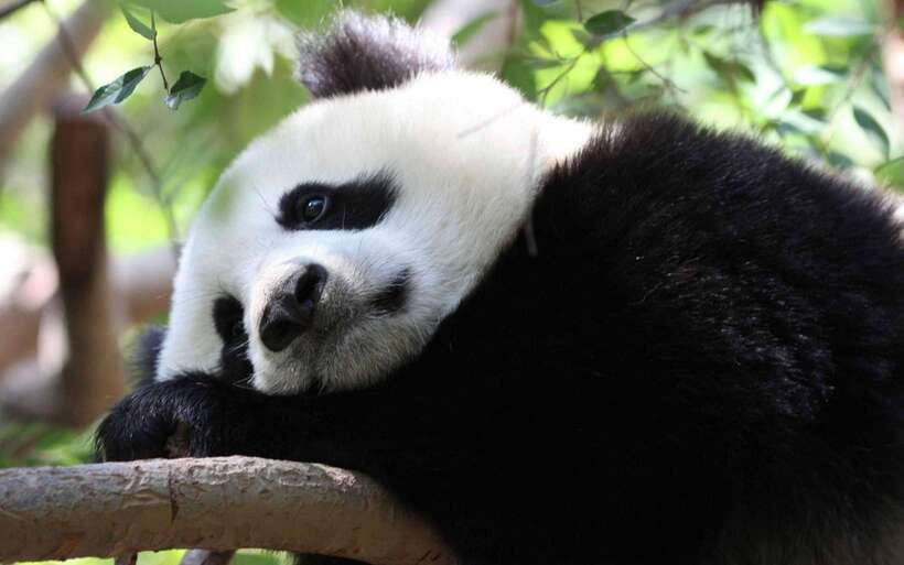 Chengdu: Panda Breeding Base Tickets Booking - The optional guide route: Travel Sichuan Guide and group transfers