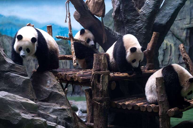 Chengdu: Panda Breeding Base Tickets Booking - Price and value: is $19 for Panda Base tickets worth it?