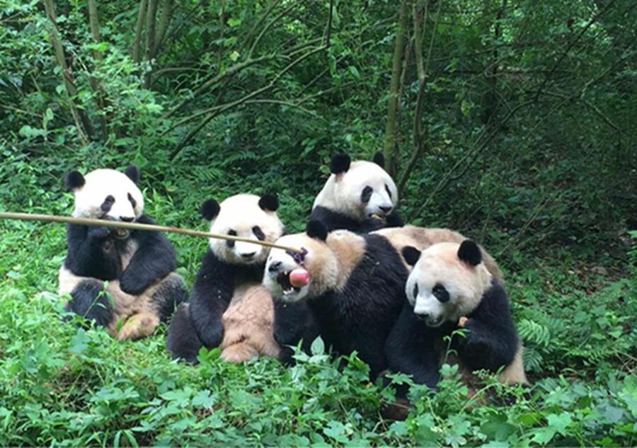 Chengdu panda & Leshan Buddha One Day Private Tour - Key things to know before you go