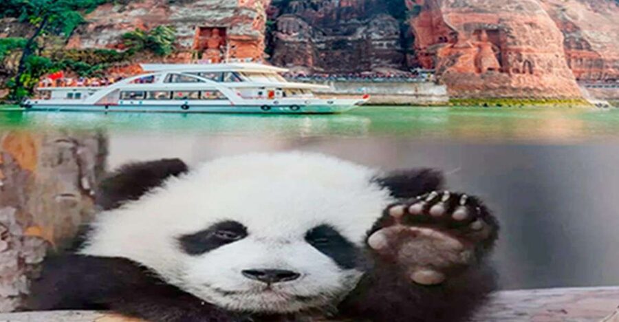 Chengdu panda & Leshan Buddha One Day Private Tour - Lunch in Chengdu: simple and well-timed