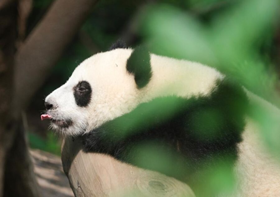 Chengdu panda & Leshan Buddha One Day Private Tour - Guides make or break the day