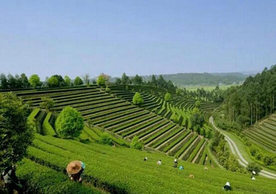Chengdu panda & Leshan Buddha One Day Private Tour - A realistic breakdown of your time, stop by stop