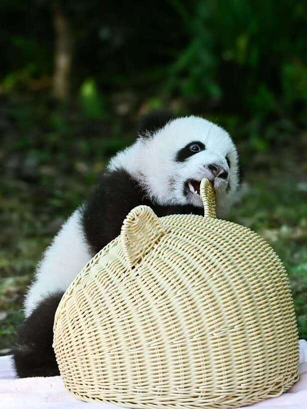 Chengdu: Panda Research Base Ticket or Private Transfer Tour - Your Visit Inside: Four Hours That Go Faster Than You Expect