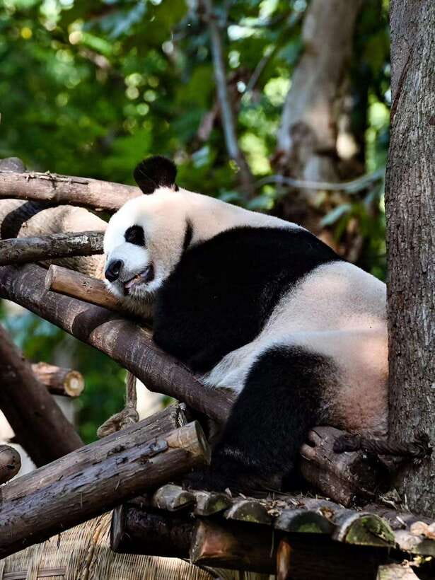 Chengdu: Panda Research Base Ticket or Private Transfer Tour - The Big Challenge: Park Size, Signs, and Getting Around