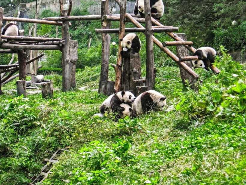 Chengdu: Panda Research Base Ticket or Private Transfer Tour - The Real Value Question: Is It Worth $14?