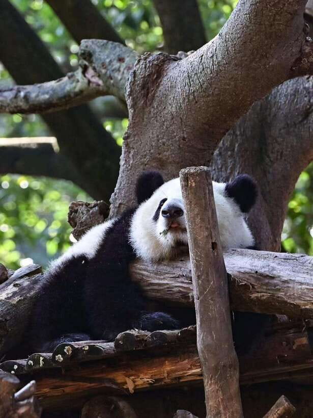 Chengdu: Panda Research Base Ticket or Private Transfer Tour - Photos, Panda Behavior, and Your Expectations
