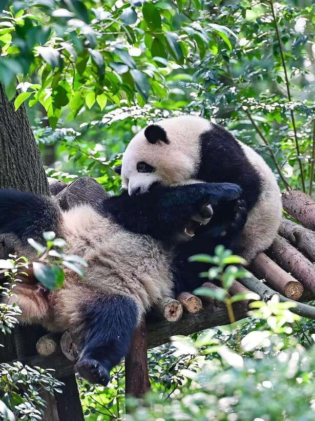 Chengdu: Panda Research Base Ticket or Private Transfer Tour - Lunch, Shopping, and How to Pace Yourself