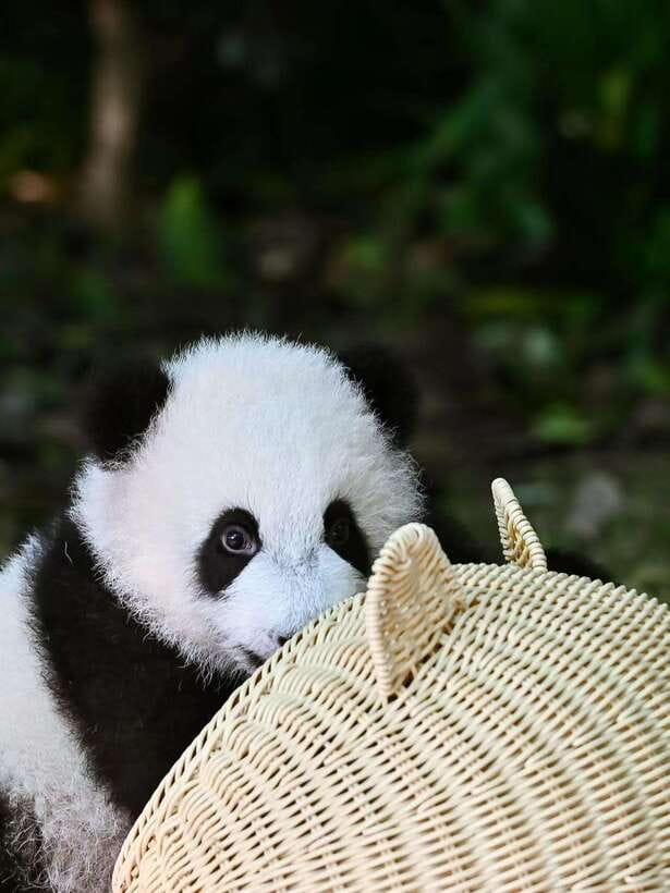 Chengdu: Panda Research Base Ticket or Private Transfer Tour - Where It Is, and Why That Distance Affects Your Plan