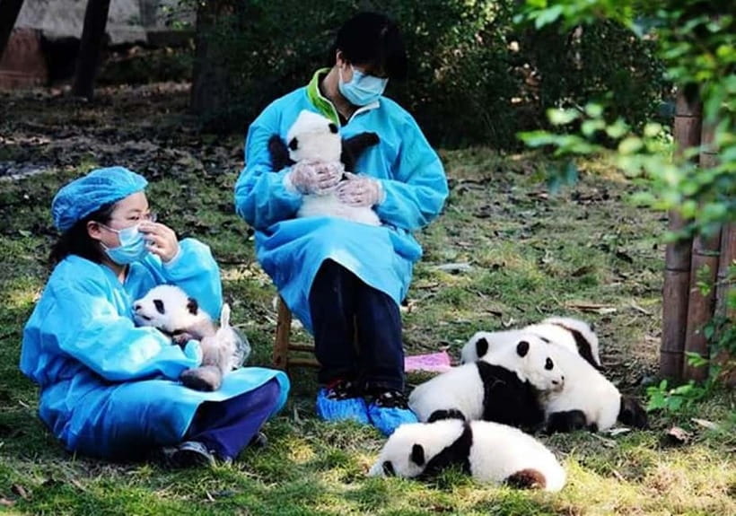 Chengdu: Panda Research Base Ticket or Volunteer Day Trip - Key Things to Know Before You Go