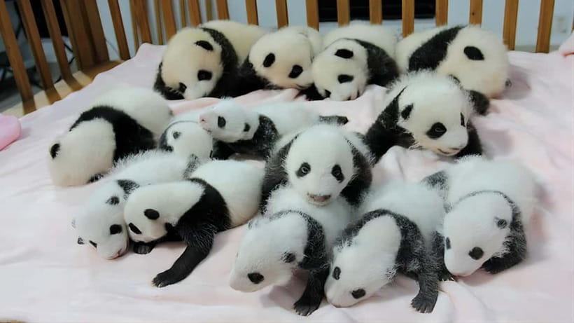 Chengdu: Panda Research Base Ticket or Volunteer Day Trip - Panda Planet Light Exhibition: The Part That Changes Your Pace