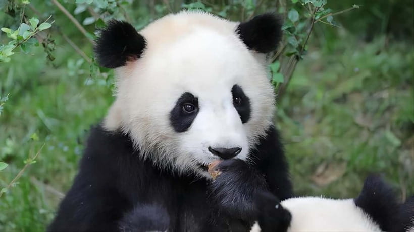 Chengdu: Panda Research Base Ticket or Volunteer Day Trip - The Part That Can Frustrate You: Ticket Collection, Real Names, and Timing