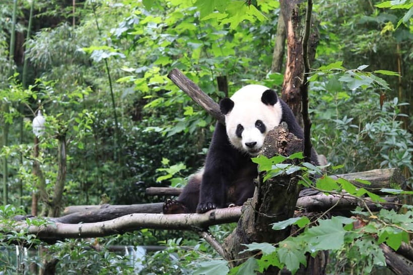 Chengdu: Panda Research Base Ticket or Volunteer Day Trip - Price and Value: What About $9 Actually Buys