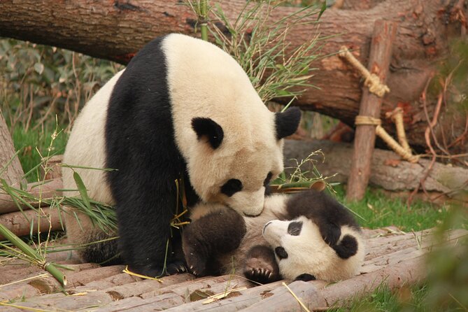 Chengdu Panda Research Base Tickets And Optional Private Tour - Getting to the meeting point (and not losing time)