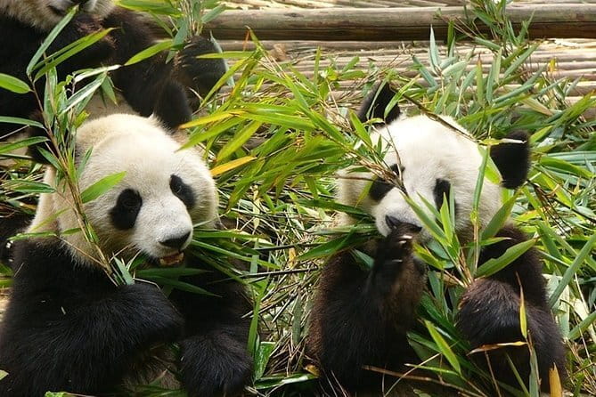 Chengdu Private Day Tour to Emei Mountain with Lunch and Cable Car Ride - English guiding that turns sights into meaning