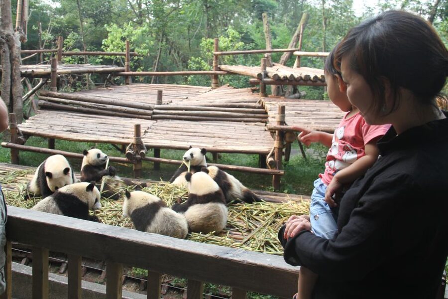 Chengdu: Private Panda Base Tour with 80 Pandas - What the Panda Base experience really feels like