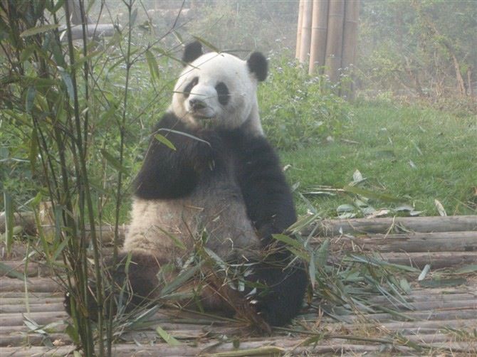 Chengdu: Private Panda Base Tour with 80 Pandas - The conservation story: why this base exists beyond cuteness