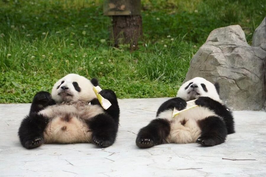 Chengdu: Private Panda Base Tour with 80 Pandas - Price and value: what $75 buys you here
