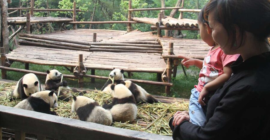 Chengdu: Private Panda Base Tour with 80 Pandas - Morning vs afternoon: how start time changes your odds