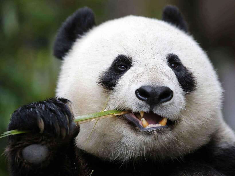 Chengdu: Private Panda Tour at Panda Breeding Base - Key things you will notice