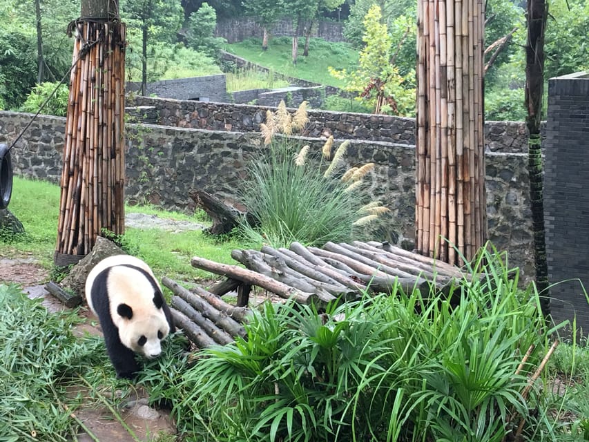Chengdu: Private Panda Tour at Panda Breeding Base - Price and logistics: what $165 covers, and what costs extra
