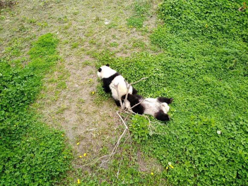 Chengdu: Private Panda Tour at Panda Breeding Base - The guided Panda Base walk: 3 hours that keeps you focused