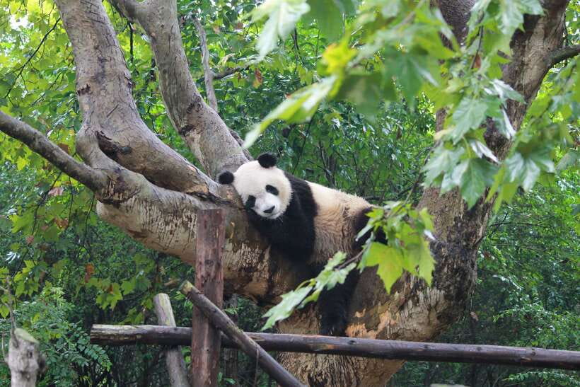 Chengdu: Private Panda Tour at Panda Breeding Base - Seeing pandas of all ages on the bamboo-shaded path