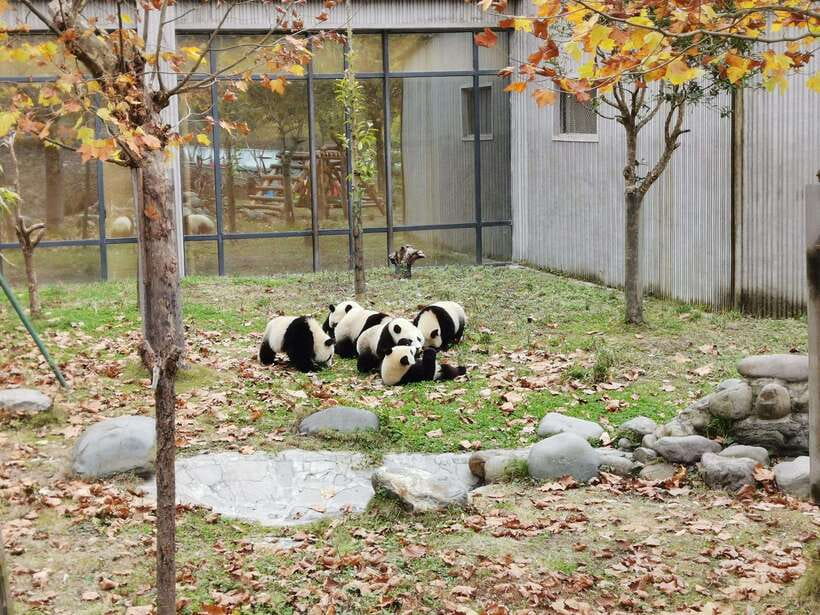 Chengdu: Private Panda Tour at Panda Breeding Base - Red pandas in their enclosure: a different look, same personality