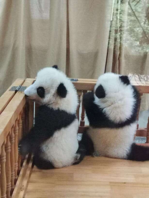 Chengdu: Private Panda Tour at Panda Breeding Base - Finishing with a panda documentary before you head back