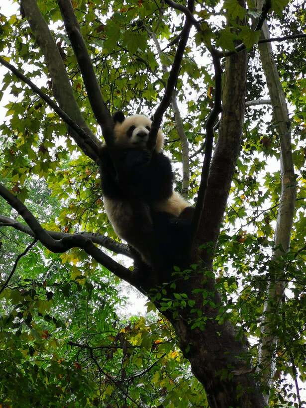 Chengdu: Private Panda Tour at Panda Breeding Base - Timing the rest of your day in Chengdu (and when longer add-ons may fit)
